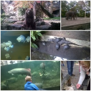 zoo